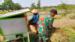 Bantu Panen Padi, Wujud Pendampingan Babinsa Kademangan Mensukseskan Program Swasembada Pangan