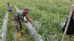 Babinsa Mapurujaya Sertu Tangkas Budiono Selalu Rutin Mendampingi Petani Binaan Sebagai Upaya Mensukseskan Program Ketahanan Pangan Wilayah