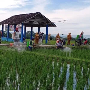 Cegah Serangan Hama, Babinsa Tangkil dan PPL Dampingi Petani Semprot Serentak Tanaman Padi