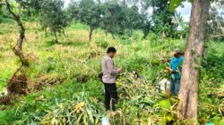 Bhabinkamtibmas Polsek Gading Monitoring Tanaman Jagung Dukung Ketahanan Pangan