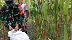 Selalu Hadir Bersama Warga Binaan, Babinsa Mapurujaya Bantu Petani Panen Jagung