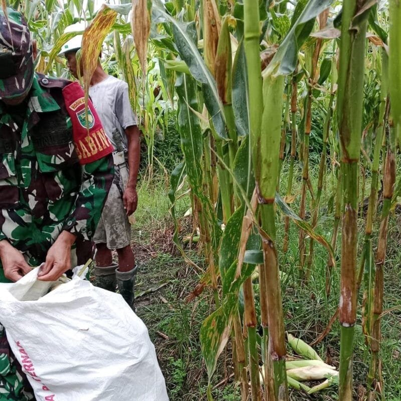 Selalu Hadir Bersama Warga Binaan, Babinsa Mapurujaya Bantu Petani Panen Jagung