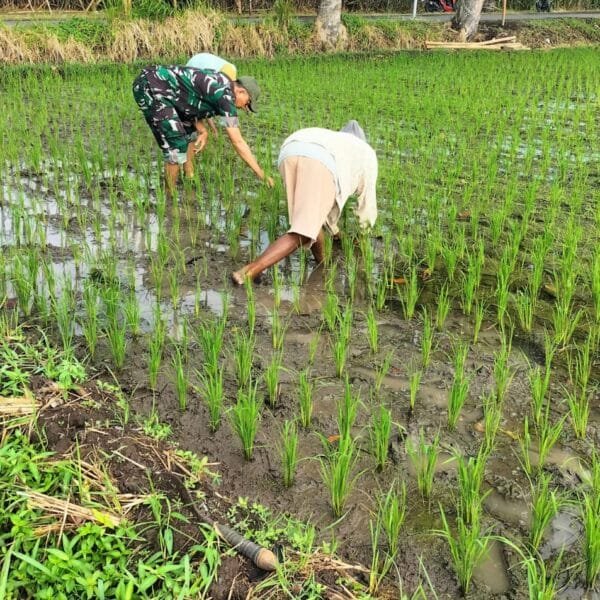 Dukung Ketahanan Pangan Nasional, Koramil Leces Terjun Tanam Padi