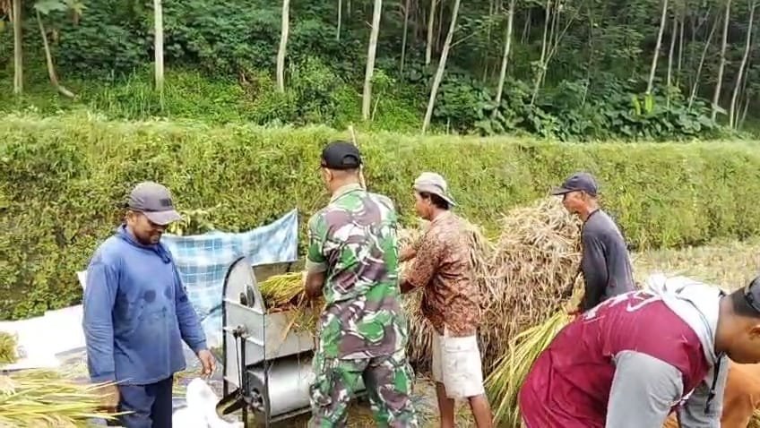 Koramil Lumbang Dampingi Sergap Petani Demi Ketahanan Pangan Nasional