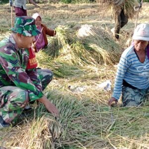Wujudkan Ketahanan Pangan Nasional, Koramil Leces Dampingi Petani