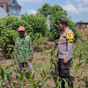 Bhabinkamtibmas Polsek Krejengan Monitoring Tanaman Jagung untuk Ketahanan Pangan