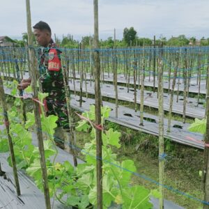 Babinsa Koramil 02/Timika Komsos Serta Bantu Petani Rawat Tanaman Melon
