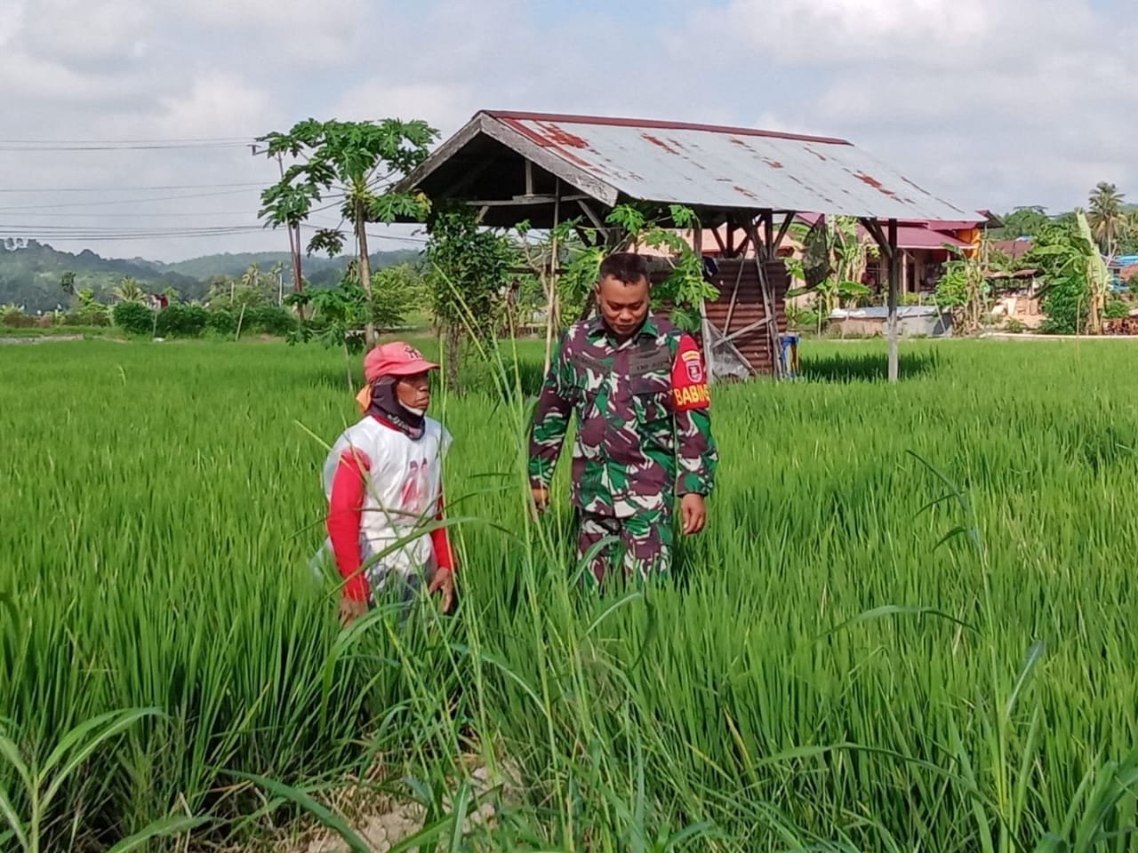 Wujudkan Ketahanan Pangan, Babinsa Loh Sumber Lakukan Pendampingan Kepada Petani di Desa