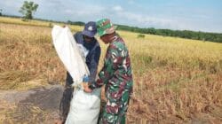 Babinsa Kodim 0820 Probolinggo Turun Sawah Dukung Ketahanan Pangan di Gending 