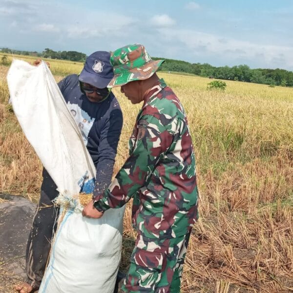 Babinsa Kodim 0820 Probolinggo Turun Sawah Dukung Ketahanan Pangan di Gending 