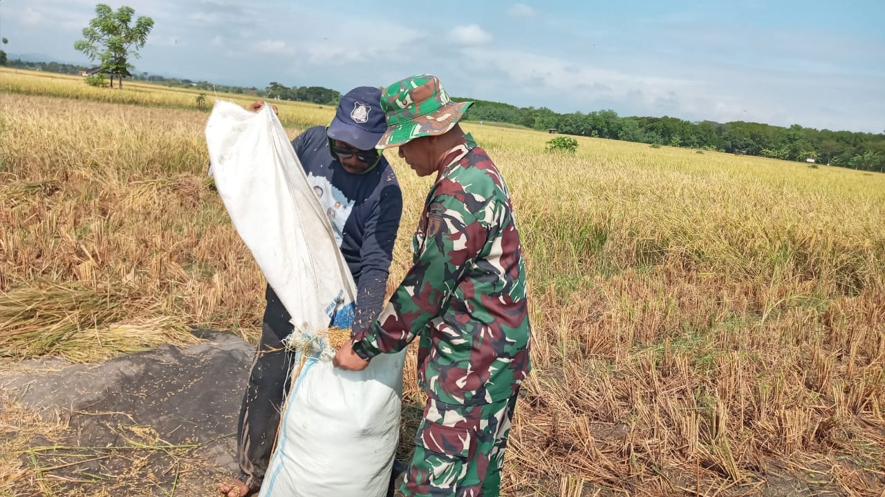 Babinsa Kodim 0820 Probolinggo Turun Sawah Dukung Ketahanan Pangan di Gending 