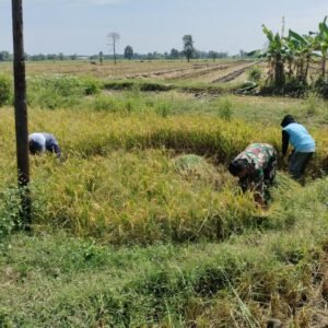 Babinsa Kodim 0820 Dampingi Panen Padi di Tongas, Antisipasi Krisis Pangan Nasional Babinsa Kodim 0820 Dampingi Panen Padi di Tongas, Antisipasi Krisis Pangan Nasional