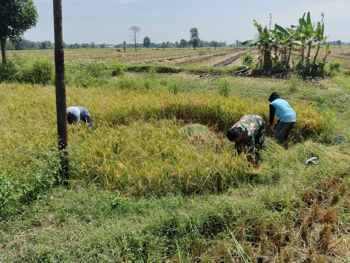 Babinsa Kodim 0820 Dampingi Panen Padi di Tongas, Antisipasi Krisis Pangan Nasional