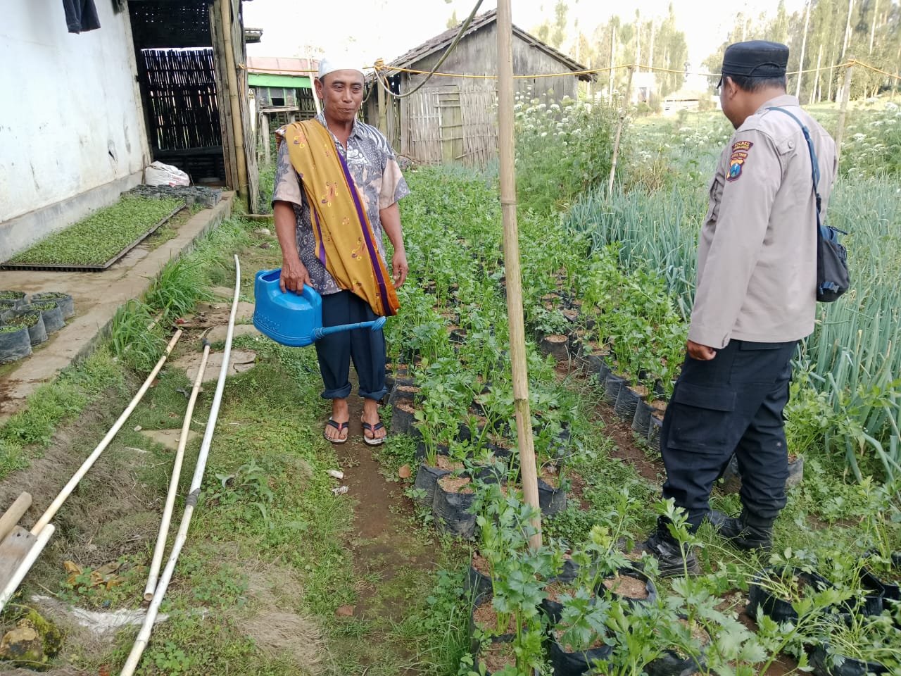 Bhabinkamtibmas Polsek Sumber Pantau Tanaman Seledri Dukung Ketahanan Pangan