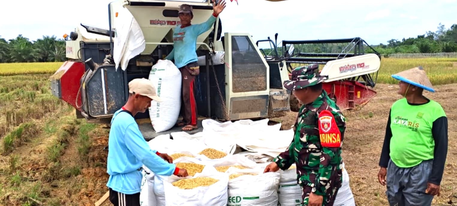 Babinsa Bersama Petani Panen Padi, Wujud Sinergitas TNI dengan Rakyat