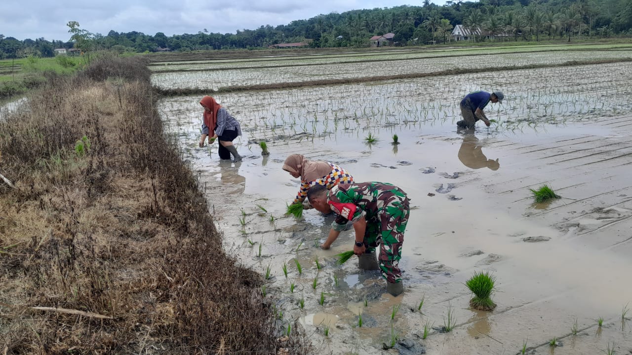 Pendampingan Babinsa kepada Petani dalam Penanaman Padi