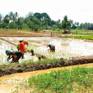 Babinsa Sumbersari Lakukan Pendampingan Kegiatan Penanaman Padi Seluas 34,3 Ha