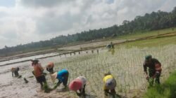 Babinsa Bersama PPL dan Petani Lakukan Penanaman Padi, Wujudkan Ketahanan Pangan Di Wilayah