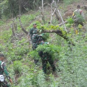 TNI Bersama Tim GabunganTemukan Dan Musnahkan 30.000 Batang Ganja di Mandailing Natal TNI Bersama Tim GabunganTemukan Dan Musnahkan 30.000 Batang Ganja di Mandailing Natal
