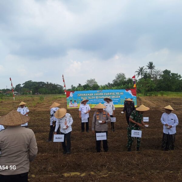 Penanaman Jagung Serentak Bersama Kapolri, Kapolresta Tangerang Siap Dukung Ketahanan Pangan di Setiap Tahapan