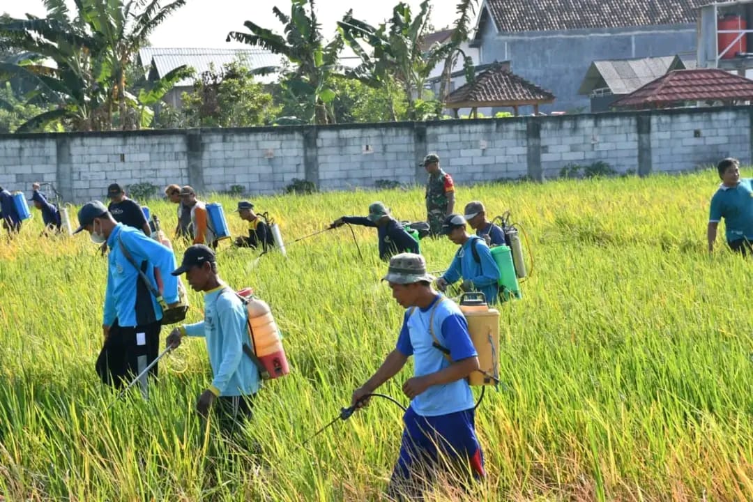 Turut Basmi Wereng Tanaman Padi, Upaya Dandim Ponorogo Sejahterakan Petani