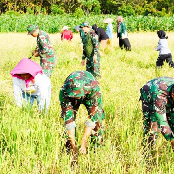 Dukung Ketahanan Pangan, Satgas TMMD 125 Bojonegoro Panen Padi Bersama Poktan