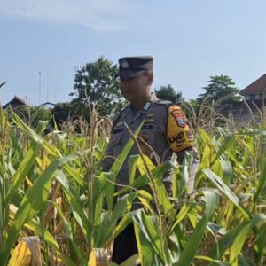 Binmas Polsek Widang Dukung Ketahanan Pangan Nasional