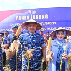 Danlanud Sultan Hasanuddin Pimpin Panen Jagung Hibrida di Lahan Binaan Lanud Seluas 53 Hektar, Dukung Ketahanan Pangan Nasional