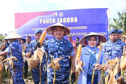 Danlanud Sultan Hasanuddin Pimpin Panen Jagung Hibrida di Lahan Binaan Lanud Seluas 53 Hektar, Dukung Ketahanan Pangan Nasional