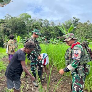 Lanjutkan Program Hanpangan Merah Putih, Satgas Yonif 126/KC Rawat Padi Gogo demi Swasembada