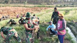 Tingkatkan Pendapatan Petani, Satgas TMMD Bojonegoro Bantu Petani Panen Bawang Merah di Desa Soko