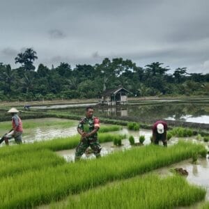 Babinsa Dukung Ketahanan Pangan, Bantu Warga Pindahkan Bibit Padi ke Lahan Tanam