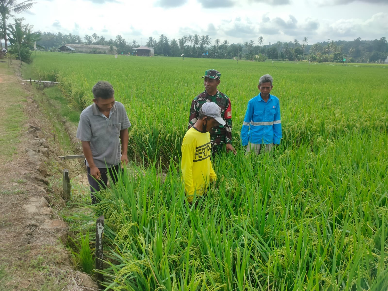 Pendampingan Pertanian, Babinsa Sumbersari Sambangi Kelompok Tani Sari Rezeki