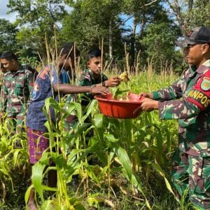 Jagung Melimpah, Persaudaraan Kian Erat di Rawabiru Jagung Melimpah, Persaudaraan Kian Erat di Rawabiru
