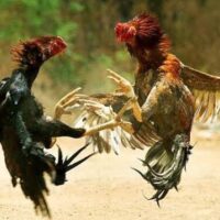 Masyarakat Desa Siman Kediri Khawatir, Praktik Perjudian Sabung Ayam dan Dadu Semakin Marak