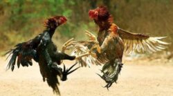 Warga Resah, Sabung Ayam di Ngronggot Diduga Dilindungi Oknum