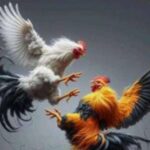 Trenggalek Darurat Judi: Sabung Ayam Merajalela, Aparat Diduga Terlibat