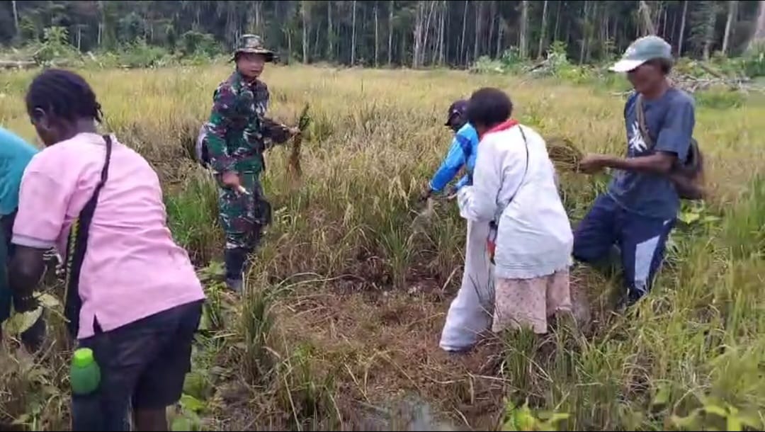 Babinsa Koramil Kuala Kencana Bantu Warga Panen Padi Gogo Untuk Dukung Ketahanan Pangan