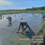 Babinsa Dampingi Petani, Wujud Nyata Dukungan Ketahanan Pangan di Wilayah Binaan