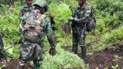 Satgas Gabungan Pamtas RI-PNG Ungkap Empat Kebun Ganja di Pegunungan Bintang, Papua