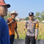Bhabinkamtibmas Polsek Widang Sambangi Petani Jagung