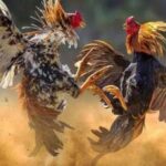 Perjudian Sabung Ayam Marak di Kedungkandang, Diduga Beromzet Ratusan Juta: APH Dinilai Tutup Mata