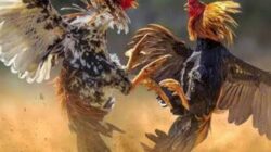 Perjudian Sabung Ayam Marak di Kedungkandang, Diduga Beromzet Ratusan Juta: APH Dinilai Tutup Mata