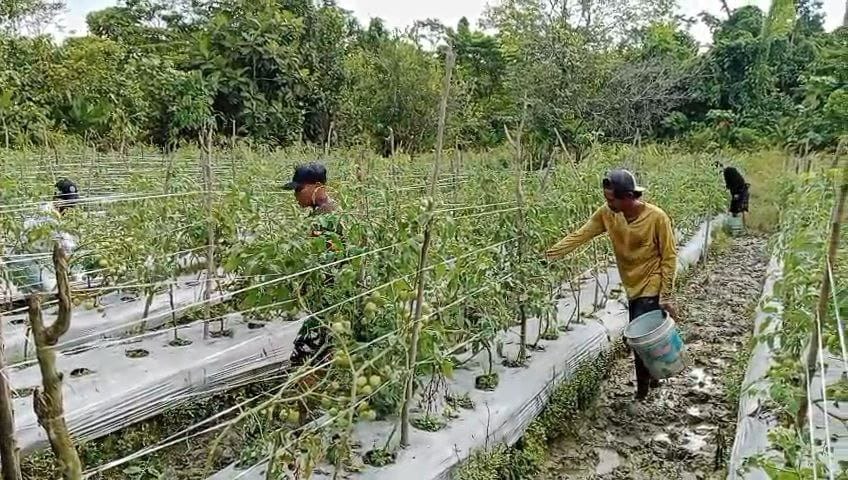 Beri Motivasi Serta Dukungan, Babinsa Koramil Mapurujaya Bantu Salah Satu Petani Binaan Panen Tomat Beri Motivasi Serta Dukungan, Babinsa Koramil Mapurujaya Bantu Salah Satu Petani Binaan Panen Tomat
