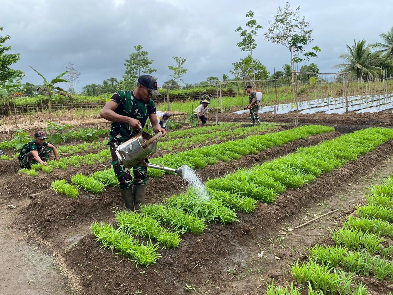 Hijaukan Perbatasan! Satgas 312/KH dan Warga Kirely Giat Rawat Kebun Sayur