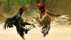 Judi Sabung Ayam dan Dadu Merajalela di Ponorogo, Aparat Diduga Tutup Mata