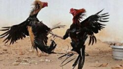 Sulis, Bandar Sabung Ayam Dawuhan Lor yang Kebal Hukum? Warga Geram, Aparat Dituding Tutup Mata