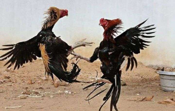 Sulis, Bandar Sabung Ayam Dawuhan Lor yang Kebal Hukum? Warga Geram, Aparat Dituding Tutup Mata