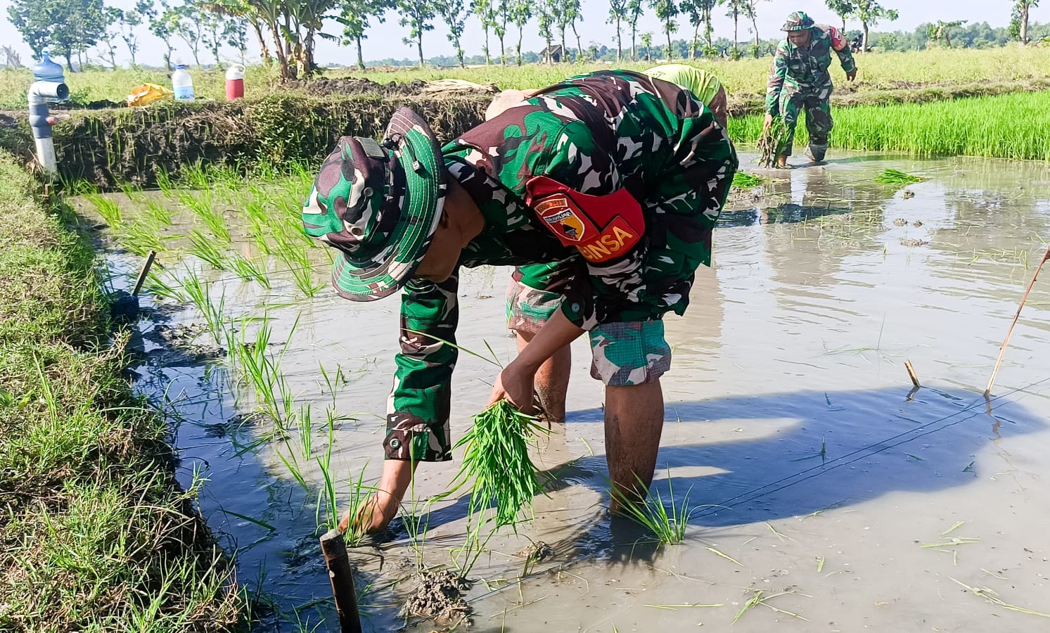 Babinsa Sumberrejo Bojonegoro Bantu Petani Kedungrejo Tanam Padi