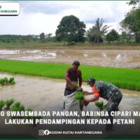 Dukung Swasembada Pangan, Babinsa Cipari Makmur Lakukan Pendampingan Kepada Petani